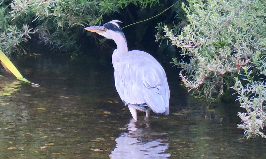 airone grigio? .... Airone cenerino (Ardea cinerea)